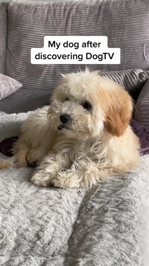 Calm and Relaxing Videos for Hyperactive Dogs | DogTV Review