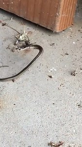 Many times we hear about the marvels of the animals the unique and amazing qualities they possess, from the smallest animal to the largest each one has something spectacular and the truth is the more we know about them the less it is. Australian RedBack Spider also is known as Black Widow is an amazing animal having web which is said to be equivalent to a man-made kevlar shield! Though some spider webs are scientifically proven to be tougher than steel itself, that is how a snake got stuck in a 