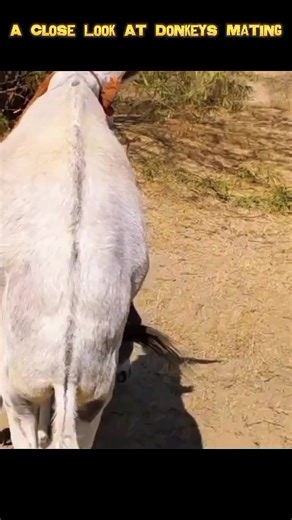 فيديوهات أنشأها Animal mating (@animal.mating6) باستخدام Funny Song - Sounds Reel & Funny Song Studio & Thomas Hewitt Jones