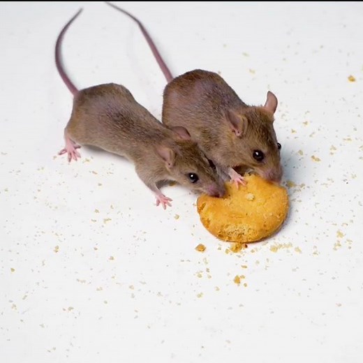 Mouse/Mice/Rat Cat Videos for Cats to Watch #shorts