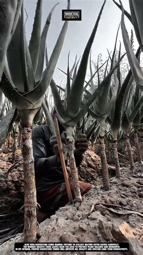 Aloe Vera Harvesting using Manual Field Cutting Method | best for Plantation Yield #tool