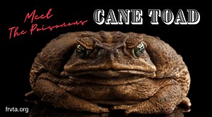 The Poisonous Cane Toad - Florida RV Trade Association