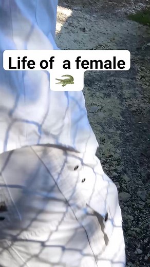 1.3K views · 28 reactions | The process of mating...laying of eggs...hatching. The life of a female crocodile... The intelligence of creation. | Bev Moon Child Edwards | Facebook