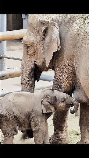 Why Baby Elephants Are the Cutest Animals Ever 🐘❤️