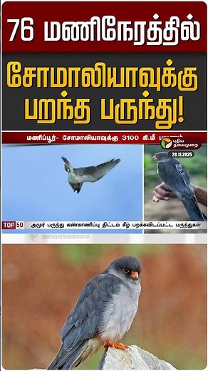 76 மணிநேரத்தில் சோமாலியாவுக்கு பறந்த பருந்து! | Manipur to Somalia | Amur Falcon
