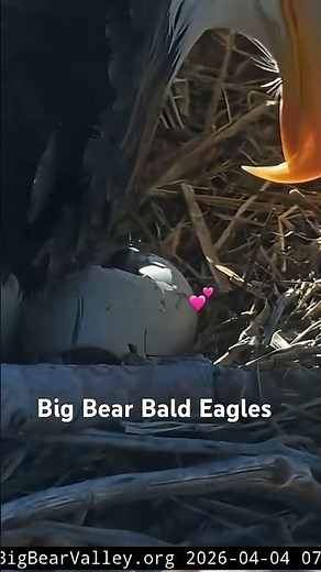 Chick #1 is almost out 💕🐣 2026 04 04 ~ BIG BEAR BALD EAGLE Live Nest Cam 1 FOBBV 🦅 #1million