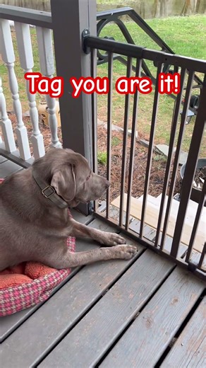 Another great day on the porch. Boo thinks it’s game time with chickens. #followme #shorts #chicken