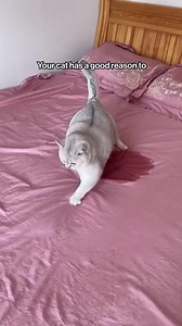 102 reactions · 12 shares | Now in Bangladesh!  Soothe stress & stop anxious meows — Cat Calming Spray keeps your kitty relaxed, happy, and at peace | Meowpaww | Facebook