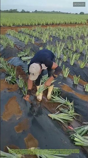 Anbau von Ananas: Umpflanzen von Jungpflanzen auf gemulchten Feldern