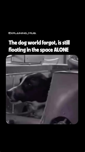 The First Animal to Orbit Earth Never Came Home 🐕 #space #laika #history #emotional