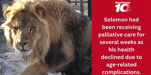 City of Amarillo Zoo announces passing of Solomon the lion