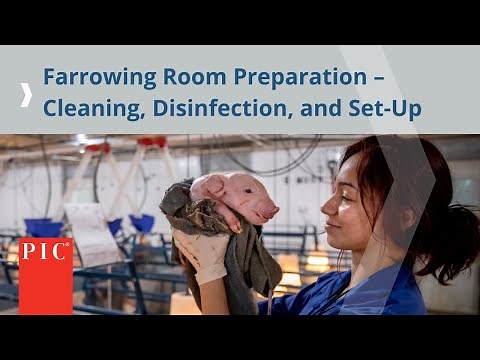 Farrowing Room Preparation – Cleaning, Disinfection and Set-Up | Pig Improvement Company
