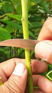 Grafting,technique and example #sambungsisip #avocadofruit #lombok #sambungsisipalpukat #grafting #graftingtechnical #graftingtreeplant #graftingtips #graftingtreefruits #avocadoseedlings #avocadoscion #reelsfb #avocadogarden | Lombok Grafting