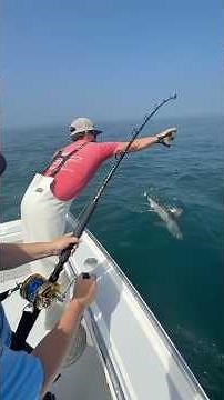 PorBeagle shark release- #massbayguides #massachusetts #shark #sharkfishing