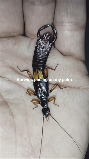 came across rarely seen Earwig calmly posing on my palm