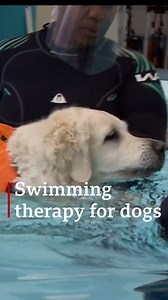 Animals at Battersea Dogs and Cats home are benefiting from a new type of water therapy that's helping ease their old bones. 🐶🐶 | BBC London