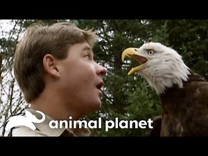 Steve Irwin’s Adventures in America | The Crocodile Hunter | Animal Planet