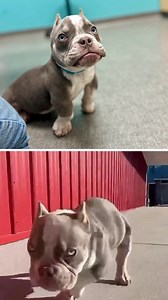 Nookie is a genetic disaster–a “Micro-Bully” born with several...