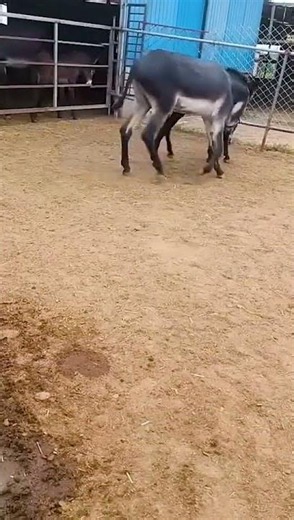 Funniest Donkey Ever Donkey Training the fun way 163