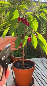 Faites pousser un cerisier à la maison comme ça : la méthode simple pour réussir un arbre en pot, même si vous débutez | Astuces Recettes Trucs
