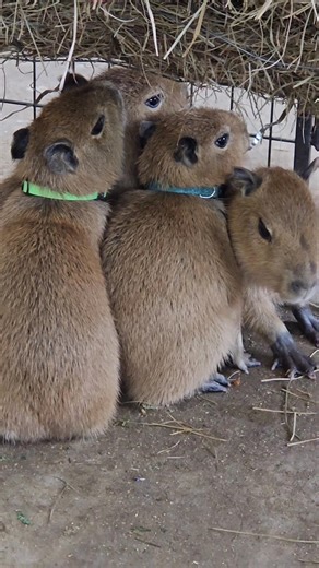 Chapple Farms on Reels