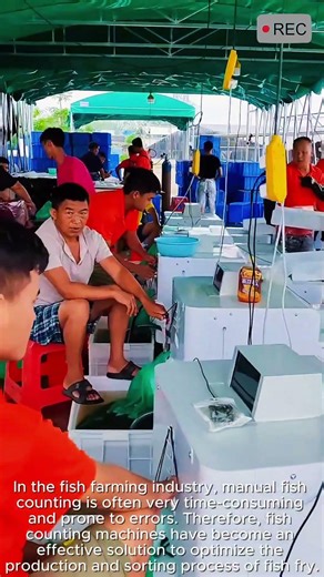 Automatic Fish Counting Machine Fast Accurate #video #viral #creative #technology #machine