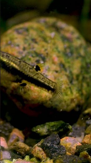 New film today: Heterandria formosa (Least Killifish)