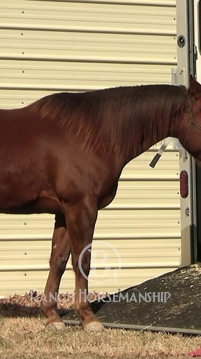 B1 Horsemanship on TikTok