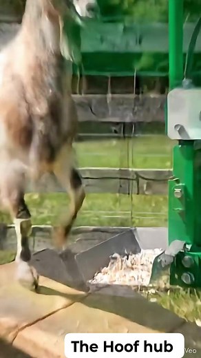 177K views · 476 reactions | Auto Goat Hoof Press-Cutter _ Self Step-In ​#TheHoof ​#HoofCare ​#EquineHealth ​#FarrierLife ​#HealthyHooves ​#HorseCare ​#NoHoofNoHorse ​#TheHoofLife ​#HoofTrimming ​#HorseWorld ​#EquineHoof ​#PashuDekhbhal | The Hoof Hub | Facebook