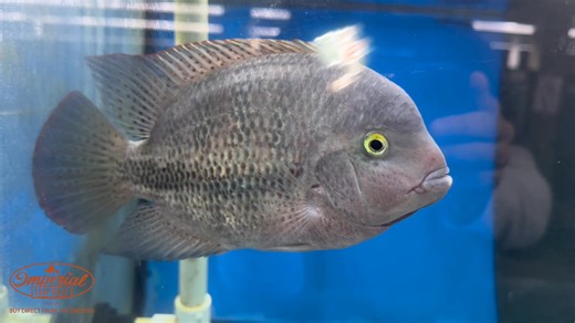 🐟 Imperial Tropicals: WYSIWYG Fenestrata Cichlid "Las Playas" The Fenestrata Cichlid, a rare cousin of the synspilum, stands out with its faint blue and red facial speckles and unique color patterns. Native to slow-moving rivers and lakes in western Mexico, they thrive in clear, plant-rich waters. These herbivorous cichlids require a veggie-based diet and excellent water conditions. With WYSIWYG, what you see is what you get—add this exceptional fish to your tank today! 🐟 👉 Shop Now. https://