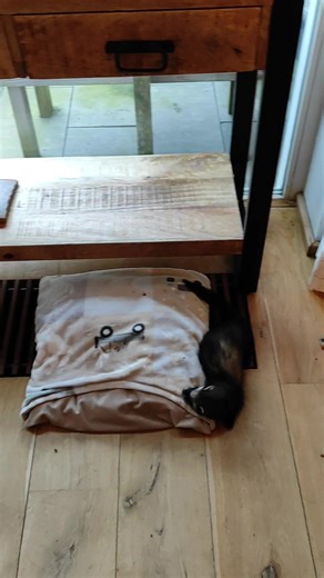 Het is nu twee maanden geleden dat pup Alyce gevonden is op straat in het centrum van Amsterdam. Ze had een trauma. Ze beefde en kon niet op haar pootjes staan. Inmiddels is het wel iets verbeterd maar ze heeft geen controle over haar spieren. Ze beeft tijdens inspanning over haar hele lijf. Maar ze rent, struikelt, glijd uit, valt om en rent weer door. Het is echt een schatje, vind het heerlijk om op je schoot te slapen. We hebben besloten dat ze in de opvang blijft als POF FRET.(permanente opv