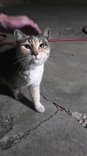 Miss picky and the feral gang #straycat
