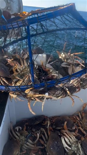 491K views · 2.8K reactions | California Dawn working the ambush hoop nets for Dungeness crab! 呂 | Promar & Ahi USA | Facebook