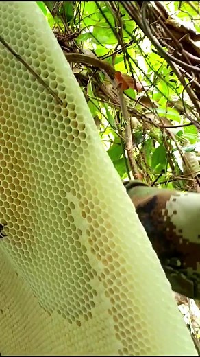 Exploring the Fascinating World of Honeybees