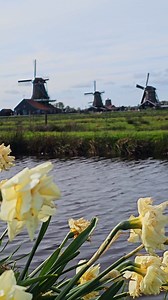 71K views · 2.1K reactions | Escape the city and step into the charm of old Holland at Zaanse Schans!  #ZaanseSchans #DutchTradition #WindmillsOfHolland #thenetherlands #placestovisit | In The Netherlands | Facebook