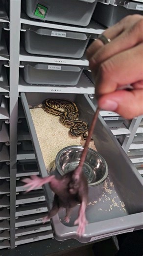 38K views · 207 reactions | BP Barnhart gravel het.clown male feeding ☠️ #royalpythons #ballpythonlove #beardeddragon #reptilebreeder #snek #morph #leopardgecko #petsnake #herpetology #animal #morphs #cornsnake #snakelove #reptilelove #livingart #ballpythonofinstagram #snakelovers #reptilesofinsta #serpent #ballpythonsnake #nature #ballpythonlover #babyballpython #snakesofinsta #crestedgecko #ballpythonmorphsofinstagram | Xclusive ball pythons | Facebook