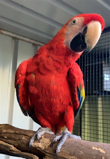 Amazing Scarlet Macaw Training Tips You Must Try