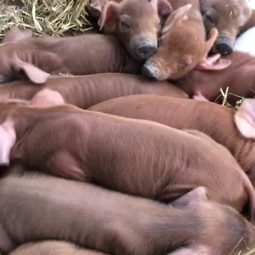 Red Wattle Piglets from my Heritage Breed Photo Project