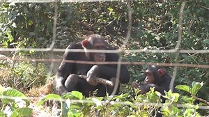 Development of communication in chimpanzees echoes that of human infants