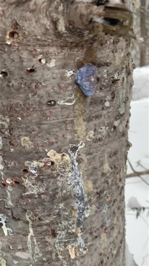 Blue Tree SAP: Mysteries of Indigo Seepage Revealed