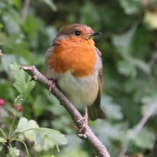 Wildonline | The Robin , a familiar sight in British gardens and parks is a small rounded bird with a distinctive red plumage on its breast. A firm... | Instagram