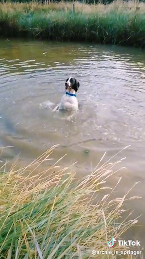 Been laughing at this all evening 😂😂😂 #hilarious #funnydog #springerspanielpuppy #waterdog