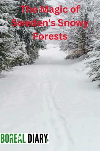 The Magic of Sweden's Snowy Forests