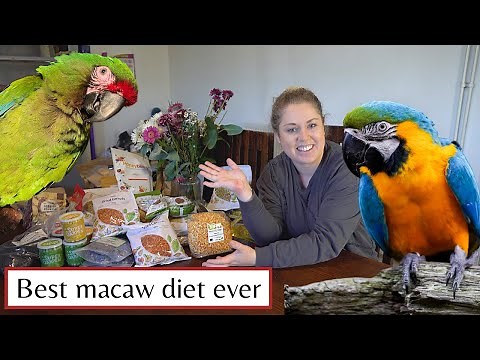 DRY MIX FOR PARROTS | THE ABSOLUTE BEST DIET FOR A MACAW | SHELBY THE MACAW