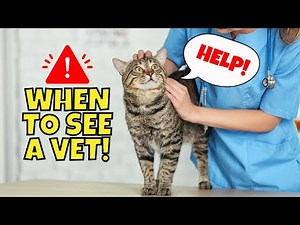 18 Warning Signs Your Cat Needs to See a Vet
