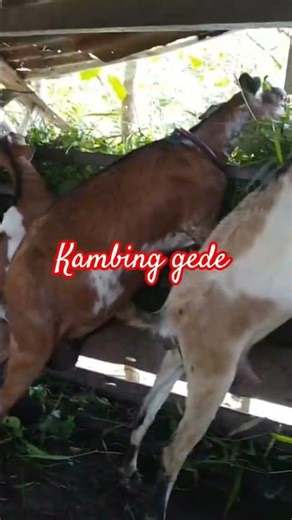 kambing gede gede #musica #subscribe #food #tanamahias #satuayatsatuhari #mancing #tanamanunggul