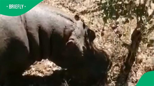 "Die ding is mal": Hippo chases man and traps him in video