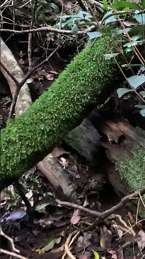 How old are mosses and what do they do in the environment?