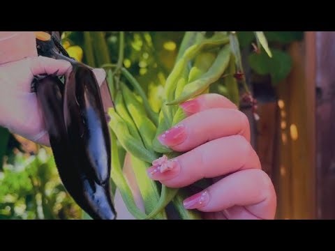 How Big Our Runner Beans and Fresh Eggplants Have Grown- Enjoying the Harvest!