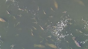 Scientists surprised to see large shiver of sharks at TECO Manatee Viewing Center